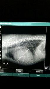 увеличенное сердце у собаки на рентгене